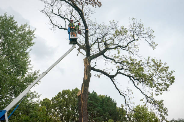 Hideout, UT Tree Removal Company