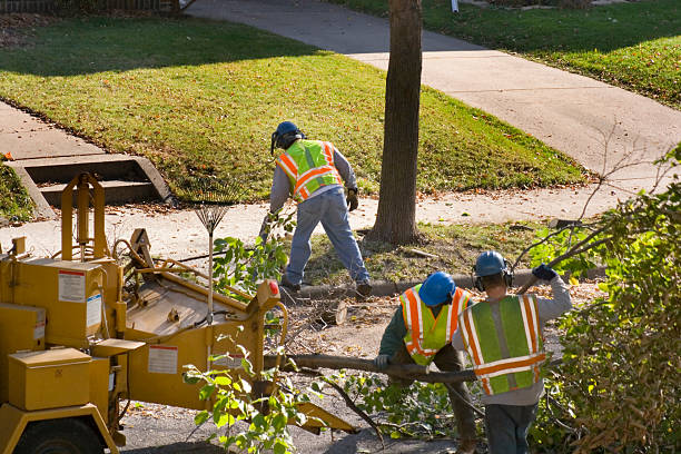 Best Tree Trimming and Pruning  in Hideo, UT